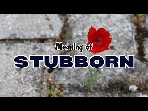 Defining Stubborn Meaning: What It Really Represents