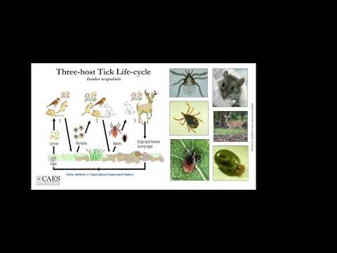 Tick Diseases: Recognizing Symptoms and Prevention Strategies