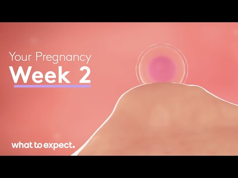 2 Weeks Pregnant Symptoms You Should Know About