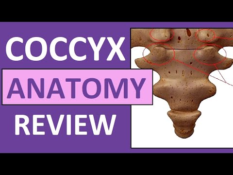 The Coccyx Bone: Anatomy, Functions, and Common Issues