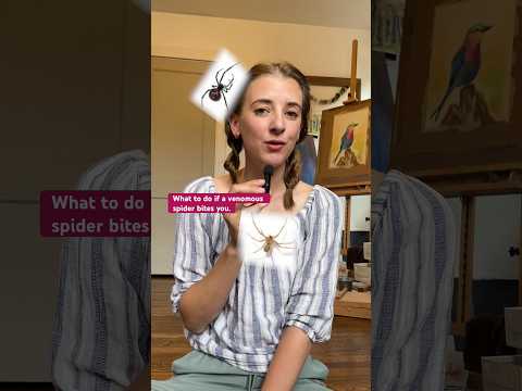 Recognizing Spider Bite Symptoms: Key Signs to Watch For