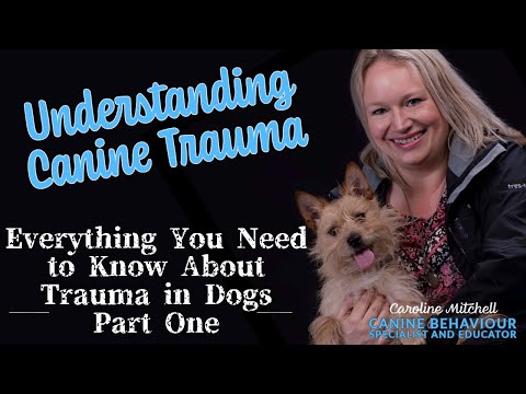 Understanding Dog Phobia: Causes and Coping Strategies