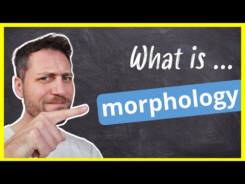 Morphology Meaning: Definition and Significance Explained