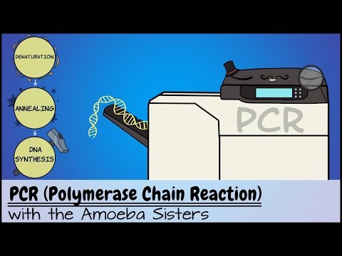 PCR Test: What You Need to Know About Its Use and Process