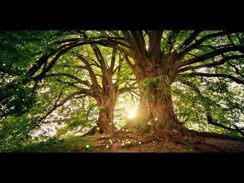 Tree Meditation: Finding Peace and Connection in Nature