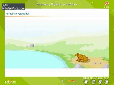Frog Breathing: The Unique Respiration of Amphibians