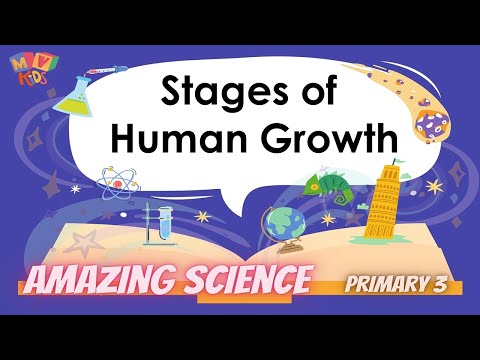 Five Developmental Stages in Human Growth and Learning