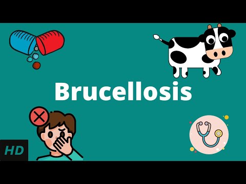 Brucellosis Diagnosis: Methods and Challenges Explained