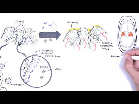 Cerebellar Tonsils: Structure, Function, and Clinical Significance