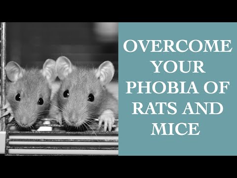 Overcoming the Fear of Mice: Causes and Solutions