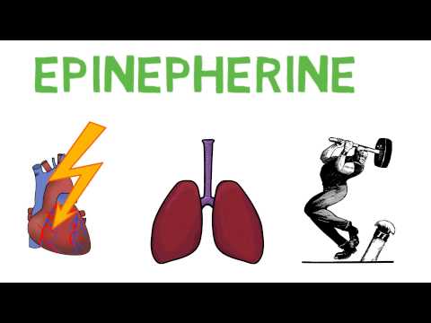 Stages of General Adaptation Syndrome Explained Clearly