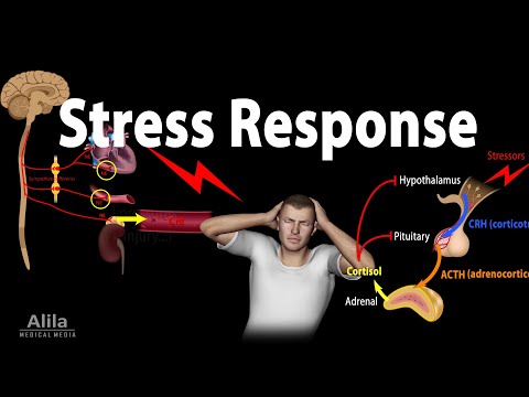 The Stress Response System: Mechanisms and Effects
