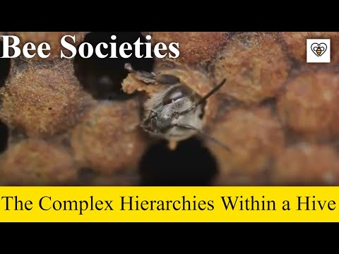 Bee Family Dynamics: Roles and Relationships in the Hive