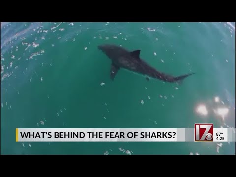 Galeophobia: Understanding the Fear of Sharks
