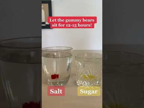 Gummy Bear Osmosis: A Sweet Scientific Experiment