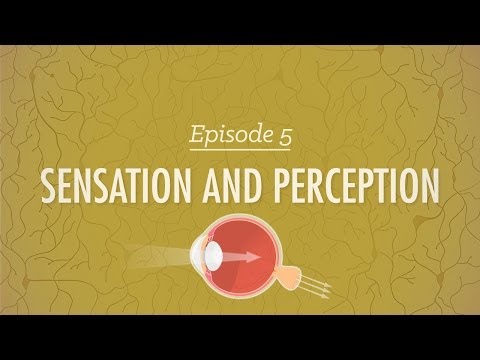 Human Perception: How We Interpret the World Around Us