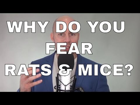 Phobia of Rats: Causes and Coping Strategies