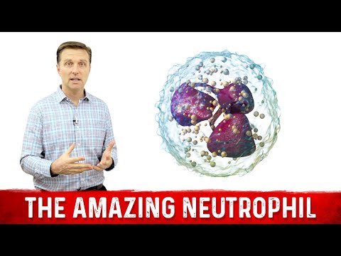 Neutrophils High Symptoms: What to Watch For and Why