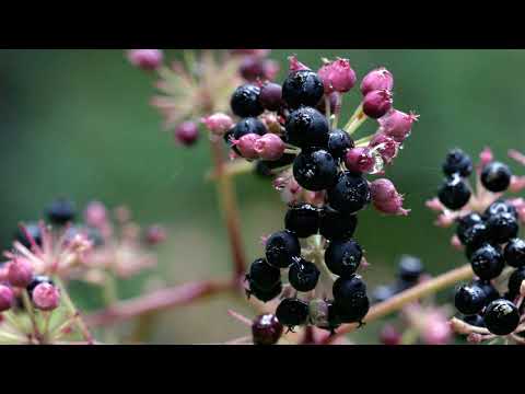 Spiritual Cleansing: Techniques for Inner Renewal